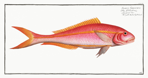 Gold-tailed Gilt-head Sparus Chrysurus