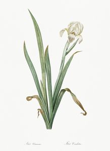 Crimean iris illustration 