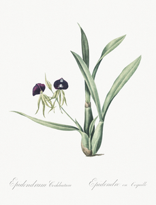 Clamshell orchid illustration 