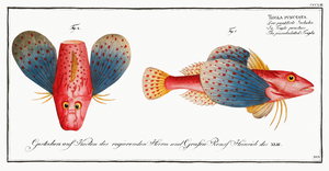 Punctulated Trigla Trigla punctata