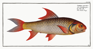 Sickle-Carp Cyprinus falcatus