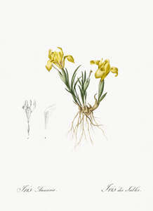 Sand iris illustration 