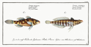 1. Cylindric Umber Sciaena cylindrica 2. Spotted Umber Sciaena maculata