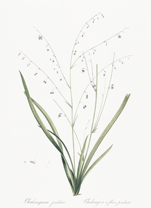 Pale vanilla lily illustration 
