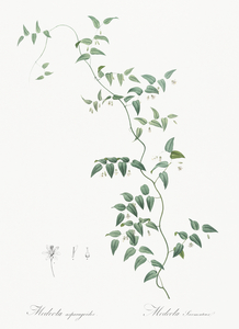 Bridal creeper illustration 