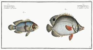 1. Chaetodon bimaculatus 2. Chaetodon biaculeatus