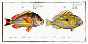 1. Pacu Perca unimaculata 2. Jub Perca Juba