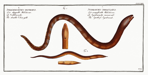 1. Spottess-Synbrank Synbranchus immaculatus 2. Double Chin-gilt Sphagebranchus rostratus