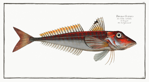 Red Gurnard Trigla Cuculus