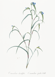 Birdbill dayflower illustration 