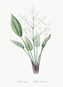 Ixia crispa illustration 