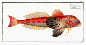 Streaked Gurnard Trigla lineata