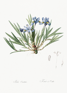 Dwarf crested iris illustration 