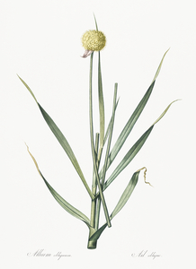 Lopsided onion illustration 