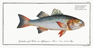 Punctulated Umber Sciaena punctata