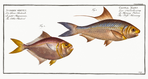 1. Nose-Herring Clupea Nasus 2. Little Mackrel Scomber minutus