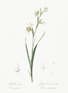 Painted lady illustration 