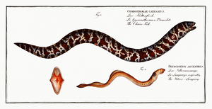 1. Chain-Fish Gymnothorax catenatus 2. Silver-Lamprey Petromyzon agrenteus