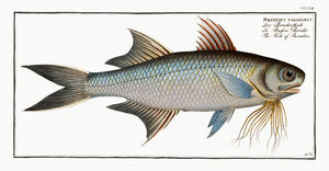 Fish of Paradise Polynemus paradiseus