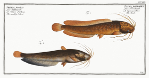 1. Toeli Silurus batrachus 2. Muddy Silure Silurus fossilis