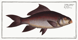 Fringed Carp Cymbrinus fimbriatus