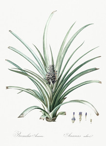 Pineapple illustration 