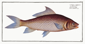 Cirrhated Carp Cyprinus cirrhosus