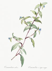 Birdbill dayflower illustration 