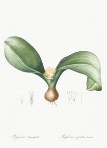 Hedgehog lily illustration 