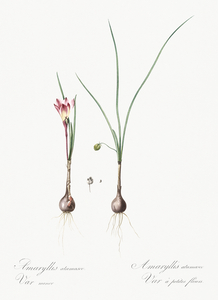 Atamasco lily illustration 