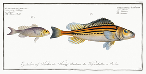 1. Schratser Gymnocephalus Schratser 2. Siver-Bald Gymnocephalus argenteus