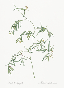 Bridal creeper illustration 
