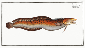 Sea Loche Gadus tricirratus