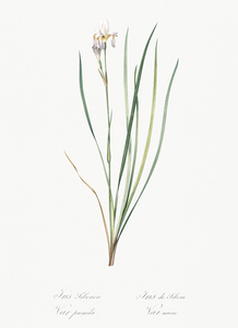 Netted-veined amaryllis illustration 