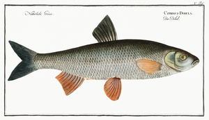 Dobula Cyprinus Dobula