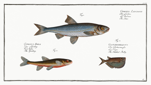 1. Dace Cyprinus Leuciscus 2. Spirling Cyprinus Aphya 3. Hatchet-Belly Gasteropelecus