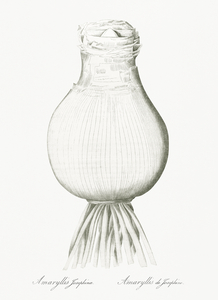 424  Les liliacees Redoute