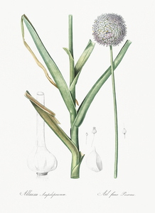 Broadleaf wild leek illustration 