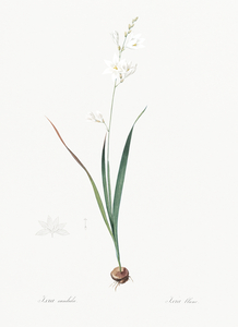 Corn lily illustration 