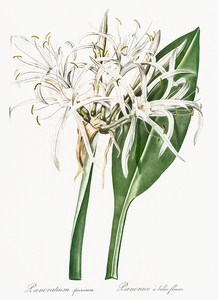 Green-tinge spiderlily illustration 
