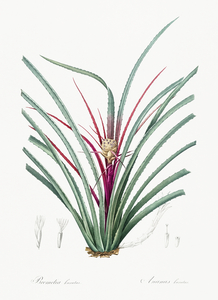 Plumier bromelia illustration 