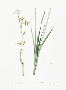 Siberian iris illustration 