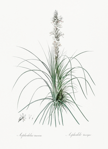 Thin asphodeline illustration 