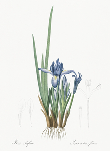 Milky iris illustration 