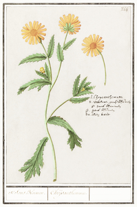 Chrysanths in vintage style