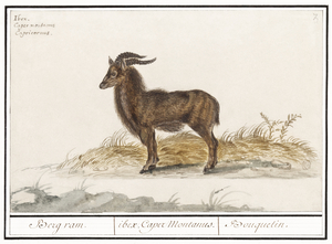 Ibex in vintage style