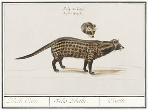 Civet cat in vintage style