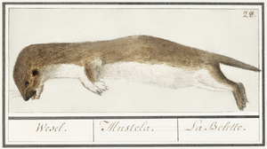 Weasel in vintage style