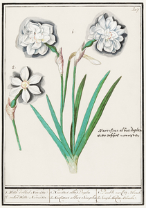 White daffodil in vintage style