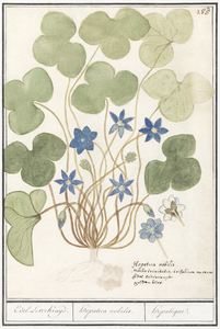 Hepatica in vintage style